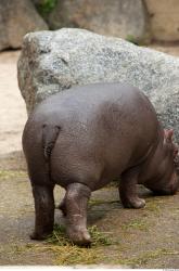 Hippo baby